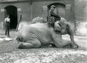 Elefante birmano hembra Mo Gay Ko con el entrenador Law Wee Lee fuera de la Casa de los Elefantes con un cuidador y otro elefante en el fondo, Zoológico de Londres, 1923 de Frederick William Bond